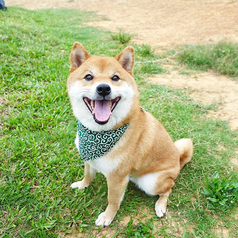 Profile Pic Maker 可自動去背景的圓形圖片產生器