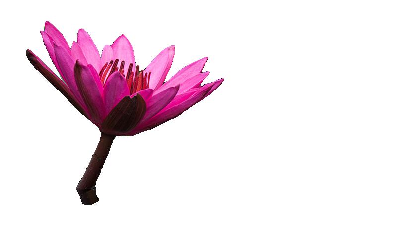 Adobe Remove Background 讓你線上去除、更換或模糊圖片背景 Adobe Remove Background 讓你線上去除、更換或模糊圖片背景
