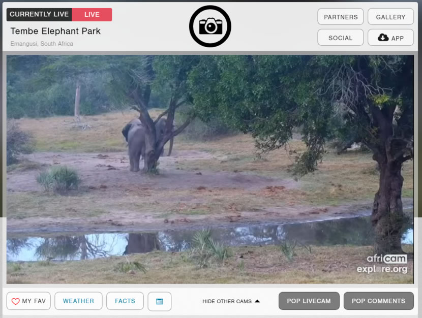 Explore.org 用直播帶您看世界各地動物日常棲息地 Explore.org 用直播帶您看世界各地動物日常棲息地