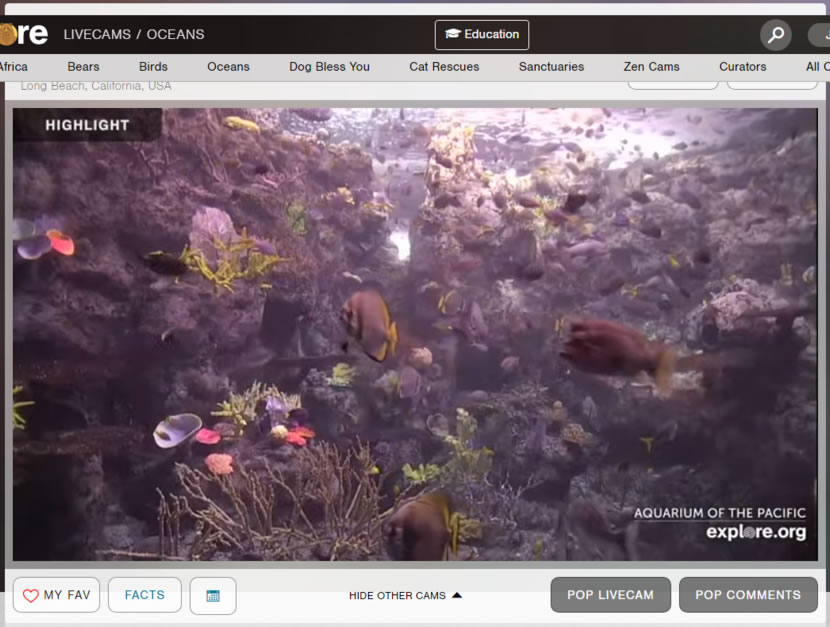 Explore.org 用直播帶您看世界各地動物日常棲息地 Explore.org 用直播帶您看世界各地動物日常棲息地