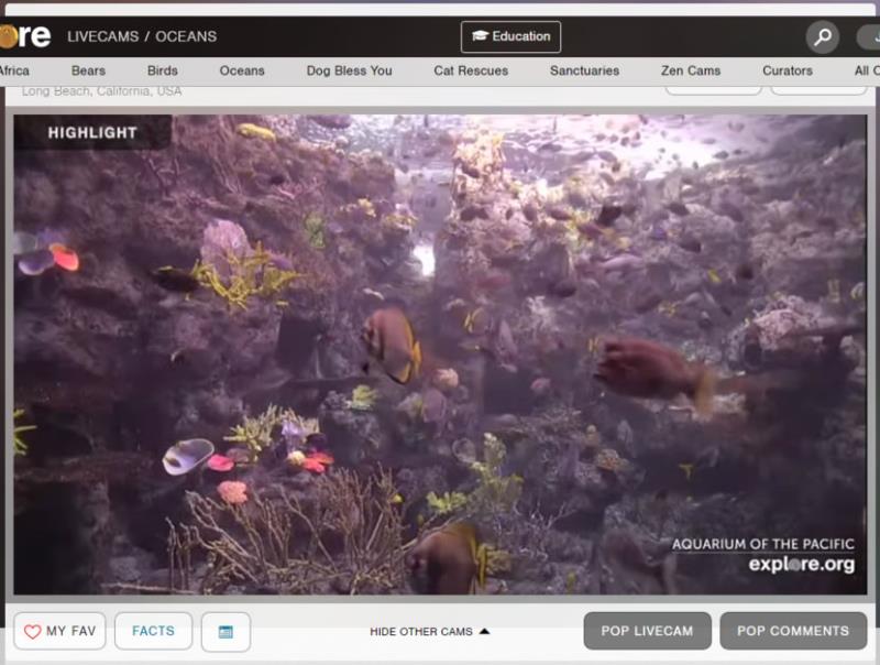 Explore.org 用直播帶您看世界各地動物日常棲息地