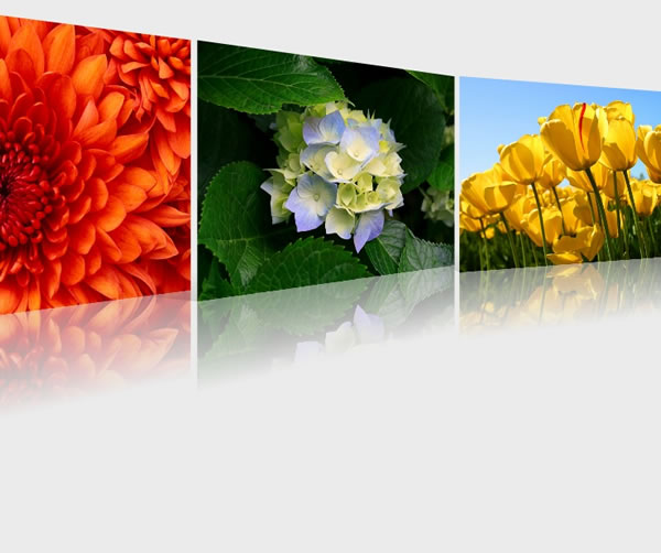 Showcase 用 3D來展示圖片 Showcase 用 3D來展示圖片
